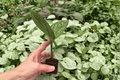 Variegated Monstera Peru Starter Plants (2 in Plugs) - Live Live Starter Plants