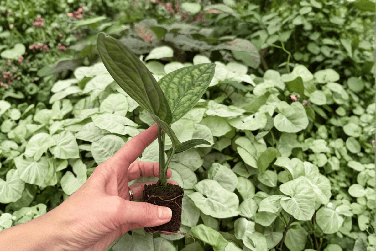 Variegated Monstera Peru Starter Plants (2 in Plugs) - Live Live Starter Plants