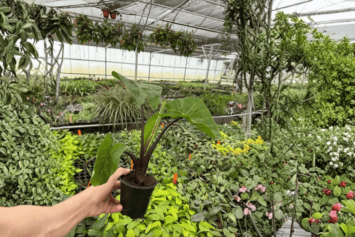 Alocasia Dark Star Live Plants | 2-Pack, 4-Inch Pots