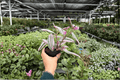 Tradescantia Nanouk – 2 Exact 4-Inch Pot Live Plants