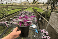 Tradescantia Nanouk - 2 Live Plants in 4-Inch Pots (Nanouk)