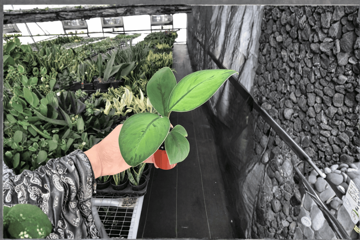 Homalomena 'Selby' Starter Plants (2-Pack) – Bare Root Live Tropical Aroid