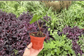 Anthurium papillilaminum x dressleri – 2 Exact Live Plants in 4" Pots