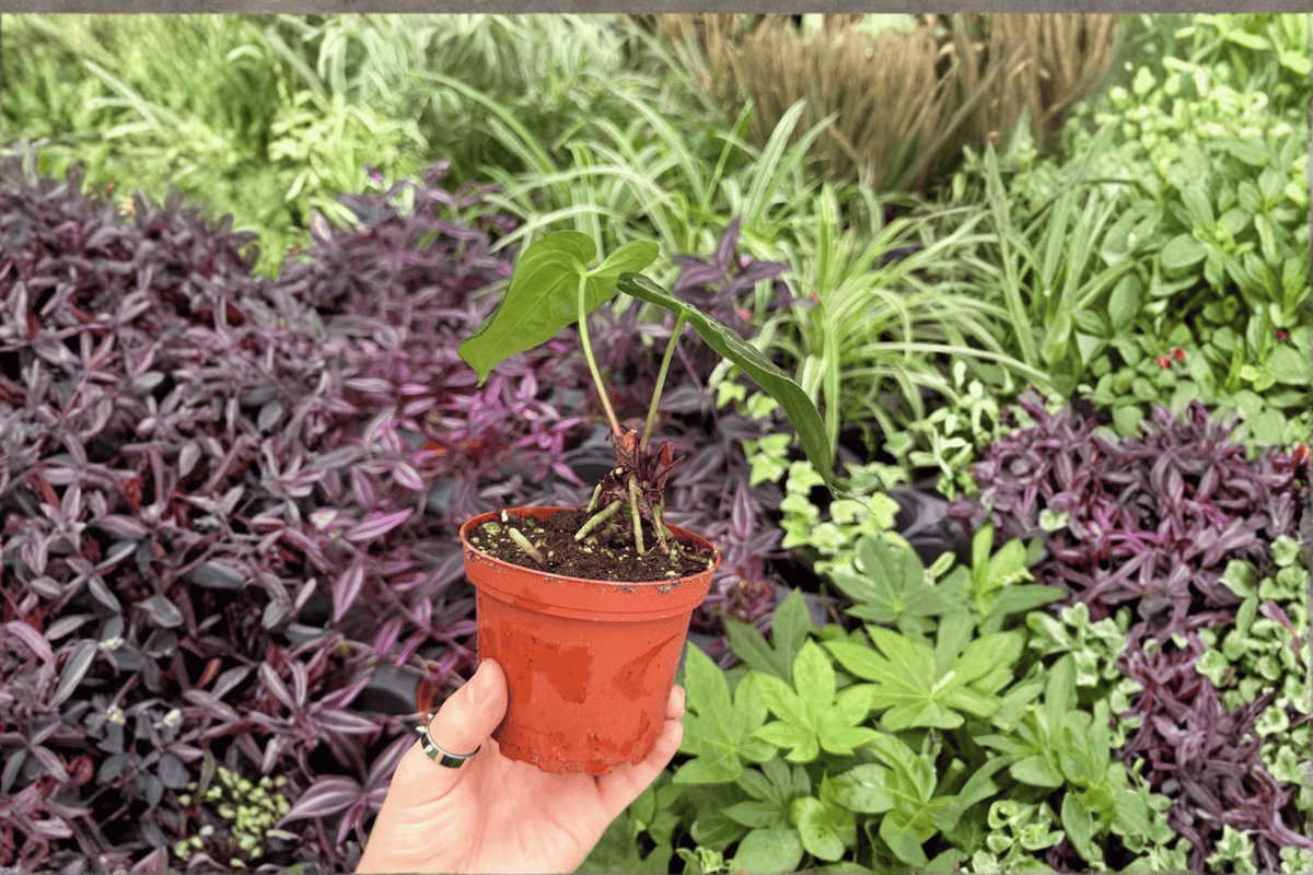 Anthurium papillilaminum x dressleri – 2 Exact Live Plants in 4" Pots