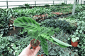 Calathea Zebrina Zebra Plant Starter Live Cuttings - 2-Pack, Bare Root