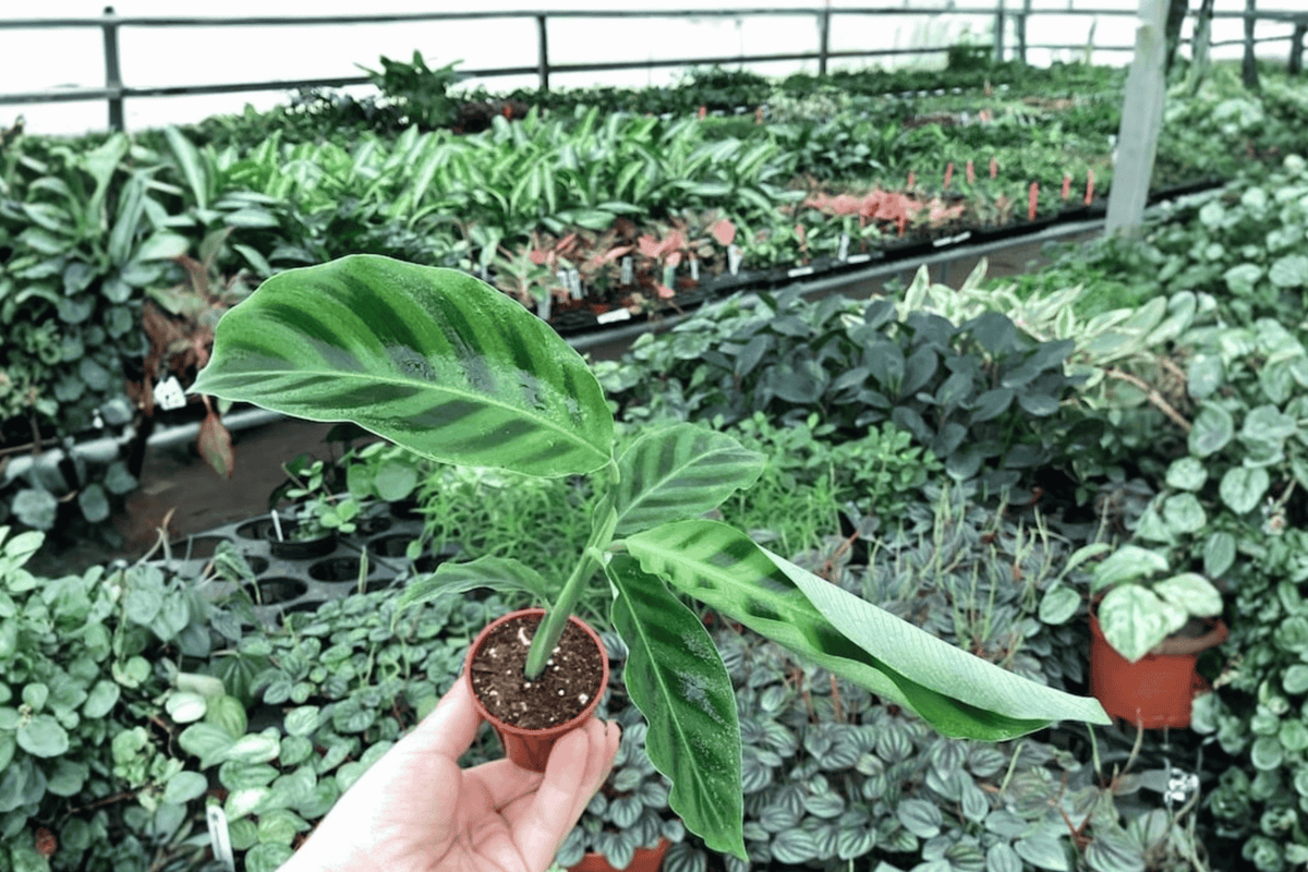 Calathea Zebrina Zebra Plant Starter Live Cuttings - 2-Pack, Bare Root