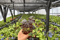 Begonia Lynda Evans - 2 Bare Root Live Plants in 4-Inch Pots (Exact Plants Shown)