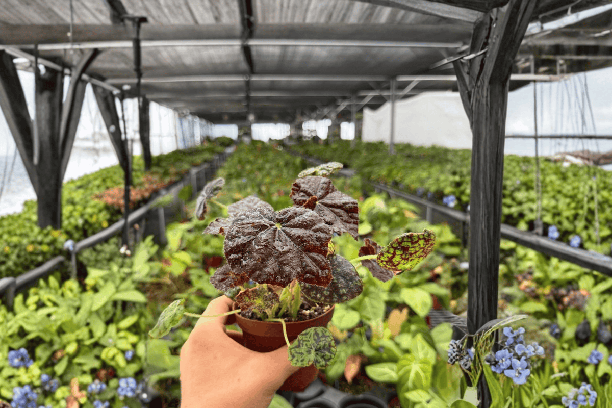Begonia Lynda Evans - 2 Bare Root Live Plants in 4-Inch Pots (Exact Plants Shown)