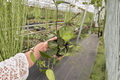 Hoya Parasitica Splash Live Plants - 2 in 4-Inch Pots (Hoya verticillata)