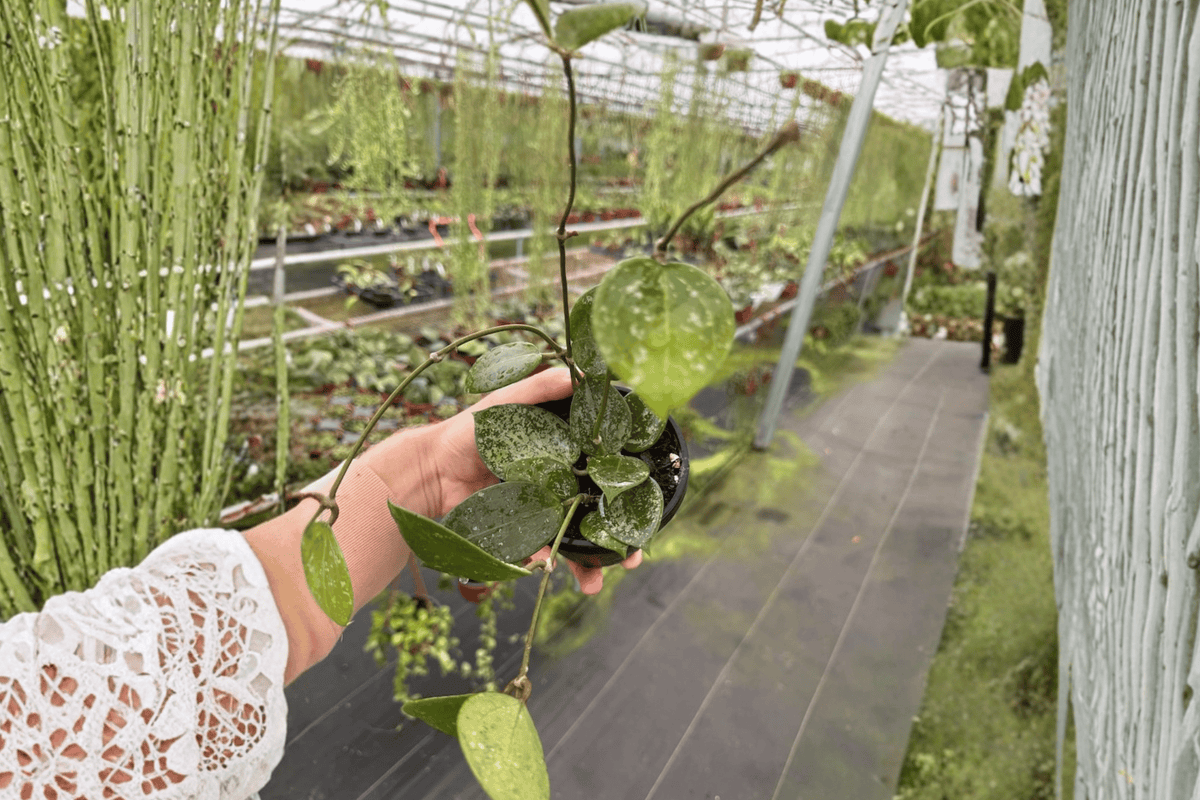 Hoya Parasitica Splash Live Plants - 2 in 4-Inch Pots (Hoya verticillata)