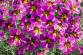 Chameleon Blackberry Pie Million Bells Calibrachoa Hybrid - 4-Inch Live Plant