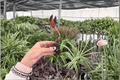 Ludisia discolor Jewel Orchid Starter Plants - 2 Live Starter Plants, Bare Root