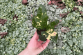Magnificent Croton Codiaeum variegatum ‘Magnificent’ Starter Plants — 2-Pack, 2-Inch Pots