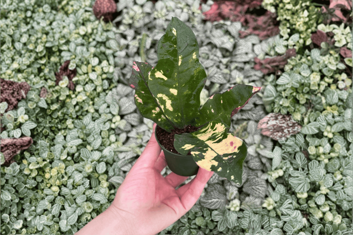 Magnificent Croton Codiaeum variegatum ‘Magnificent’ Starter Plants — 2-Pack, 2-Inch Pots