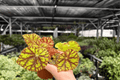 Begonia Cowardly Lion - 2 Live Plants in 4-Inch Pots (Potted)