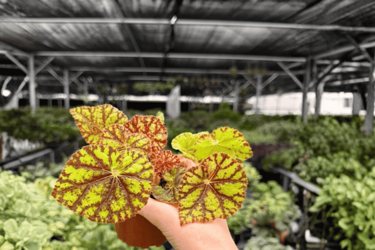 Begonia Cowardly Lion - 2 Live Plants in 4-Inch Pots (Potted)