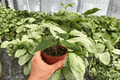 Anthurium Xone x Besseae | 2 Live Plants in 4-Inch Pots