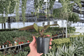 Philodendron Red Heart - 2 Live Plants, 4-inch Bare Root
