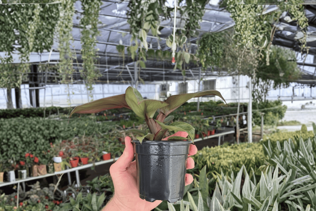 Philodendron Red Heart - 2 Live Plants, 4-inch Bare Root