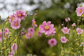September Charm Japanese Anemone - 4-Inch Live Plant (Anemone hupehensis 'September Charm')