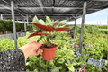 Syngonium Red Arrow Live Plants – 2x 4-Inch Pots (Exact Plants)