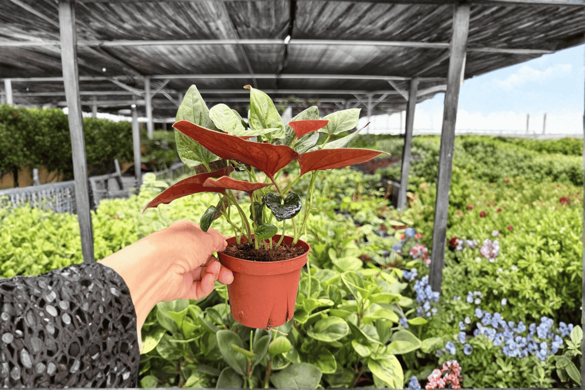 Syngonium Red Arrow Live Plants – 2x 4-Inch Pots (Exact Plants)