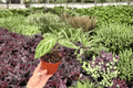 Anthurium Silver x Ferrari - 2 Exact Live Plants in 4-Inch Pots