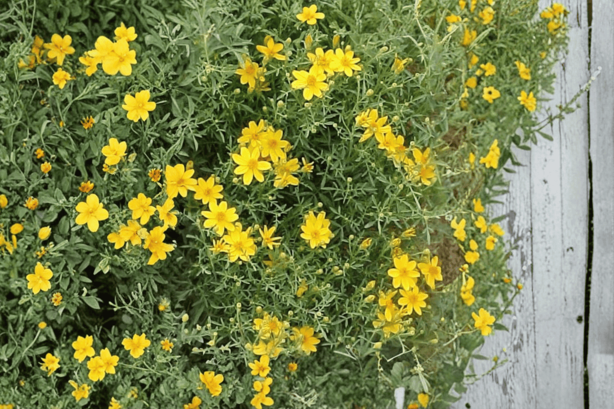 Tagetes lemmonii Compacta Copper Canyon Daisy - 1 Live Plant in 4-Inch Pot