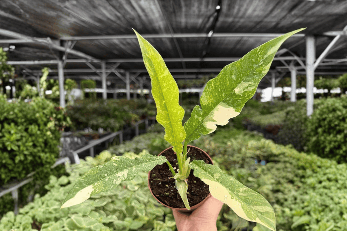 Philodendron Ring of Fire - 2 Live Plants, Exact Specimens in 4-Inch Pot (Shipping Confirmed)
