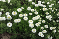 Double-Flowered Chamomile (Chamaemelum nobile 'Flore Pleno') - 4-Inch Pot, 1 Live Plant
