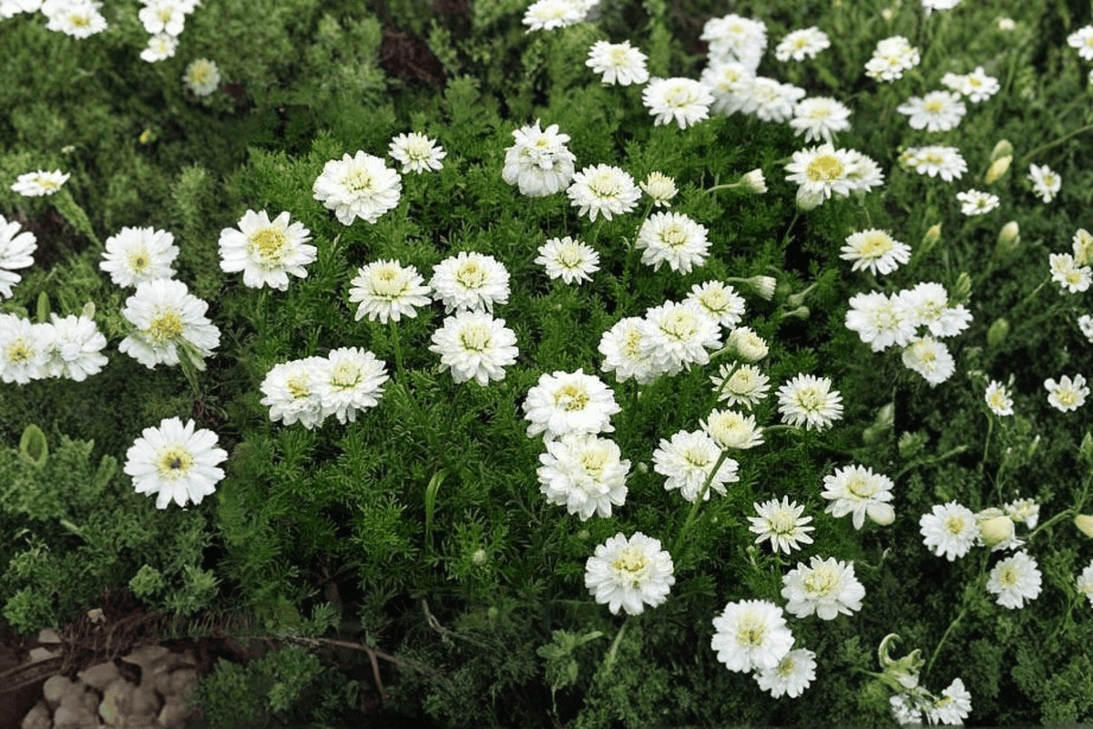 Double-Flowered Chamomile (Chamaemelum nobile 'Flore Pleno') - 4-Inch Pot, 1 Live Plant