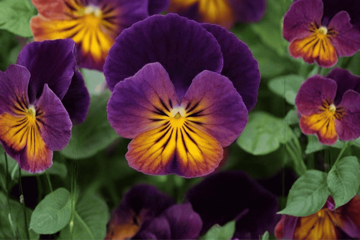 Viola cornuta 'Celestial Northern Lights' Horned Violet Live Plant — 4-Inch Pot