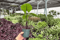 Alocasia Dark Star Live Plants - 2 Exact 4-Inch Pots (Shipped Potted)