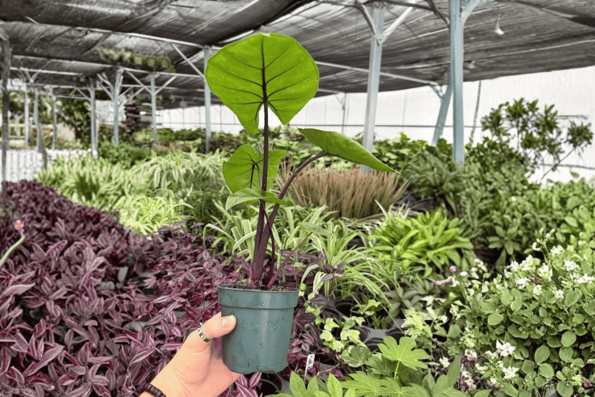 Alocasia Dark Star Live Plants - 2 Exact 4-Inch Pots (Shipped Potted)