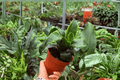 Dracaena Tornado – 2 Live Plants in 4-Inch Pots | Dracaena fragrans 'Tornado'