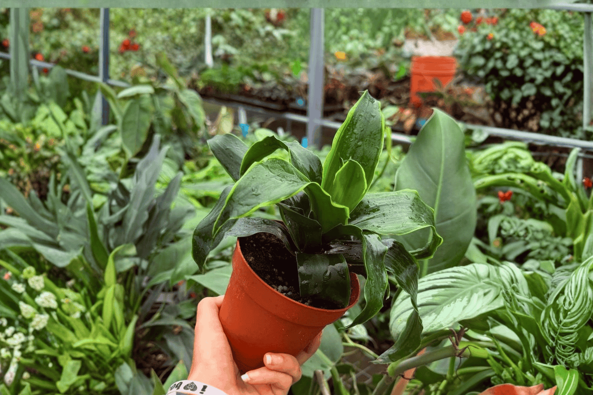 Dracaena Tornado – 2 Live Plants in 4-Inch Pots | Dracaena fragrans 'Tornado'
