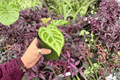 Anthurium Silver × Ferrari - 2 Bare-Root Live Plants, 4-Inch Pot Size (Exact Plants pictured)