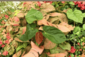 Anthurium Papi x HU (KOS) Live Plants – 4-Inch Pots (2 Exact Plants)