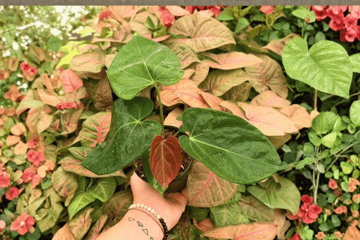 Anthurium Papi x HU (KOS) Live Plants – 4-Inch Pots (2 Exact Plants)