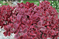 SunSparkler Wildfire Stonecrop Sedum rupestre ‘Wildfire’ – 4-Inch Live Plant