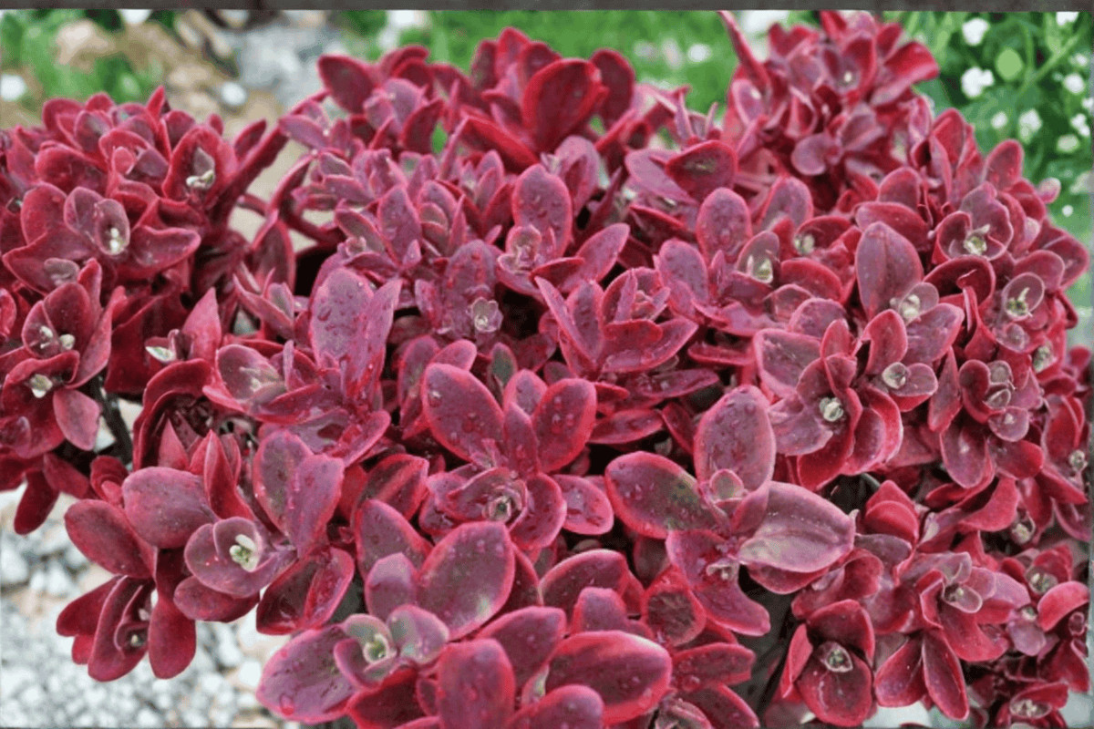 SunSparkler Wildfire Stonecrop Sedum rupestre ‘Wildfire’ – 4-Inch Live Plant