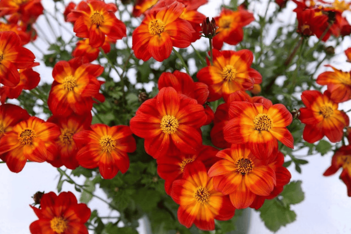 Blazing Ring of Fire Beggarticks (Bidens ferulifolia) 4-Inch Pot – Live Plant