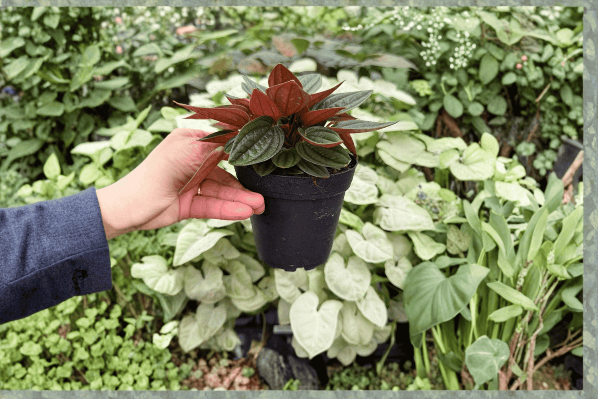 Peperomia Rosso 2 Live Plants in 4-Inch Pots | Peperomia caperata 'Rosso' (Rosso) - Exact Plants