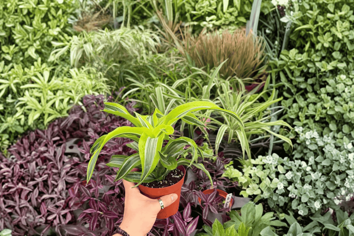 Dracaena Lemon Lime Surprise Live Plants (2 plants) in 4" Pot