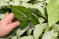 Anthurium Villenaorum Starter Live Plants - 2 Exact Plants, 2-Inch Pot (Bare Root / Pot Conflicts)