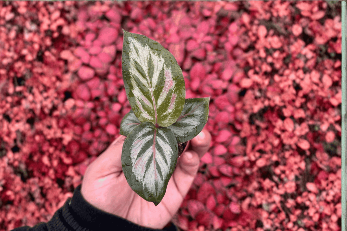 Calathea Red Peacock Goeppertia sp. Starter Plants — 2 Live Plants, 2-Inch Pots (Bare Root)
