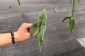 Alocasia venusta Live Starter Plants (2) – Bare Root, Packed for Protected Culture