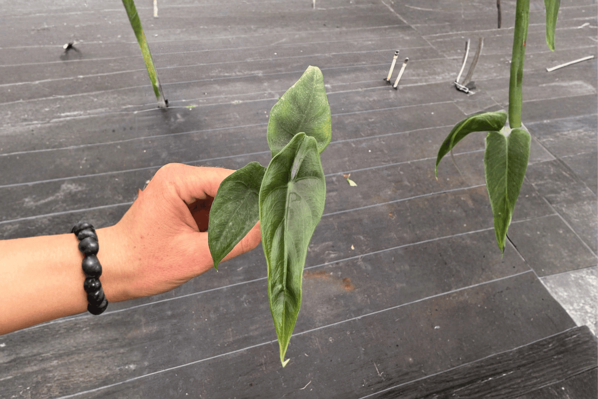 Alocasia venusta Live Starter Plants (2) – Bare Root, Packed for Protected Culture