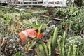 Sugarloaf Pineapple Starter Plants (2 Live Starter Plants) Ananas comosus