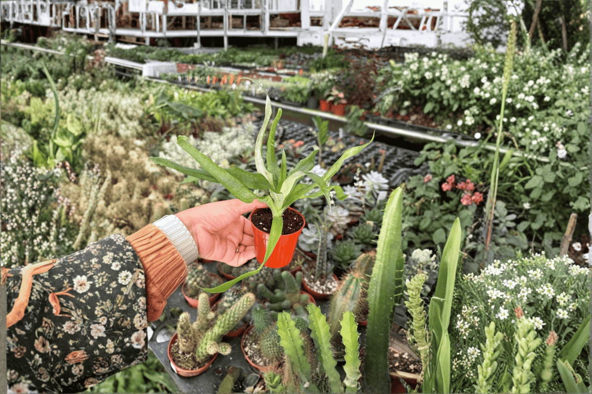 Sugarloaf Pineapple Starter Plants (2 Live Starter Plants) Ananas comosus